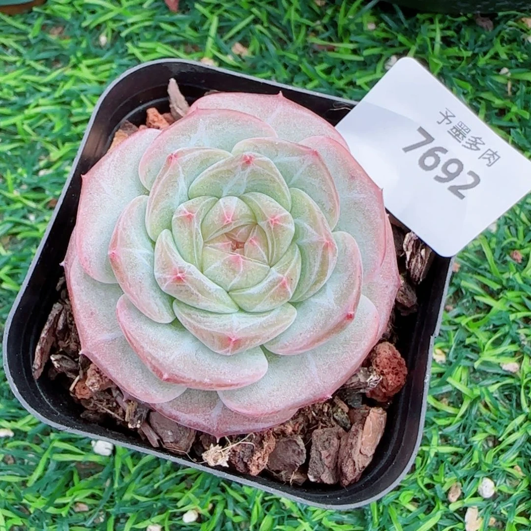 孤品，7692多肉植物