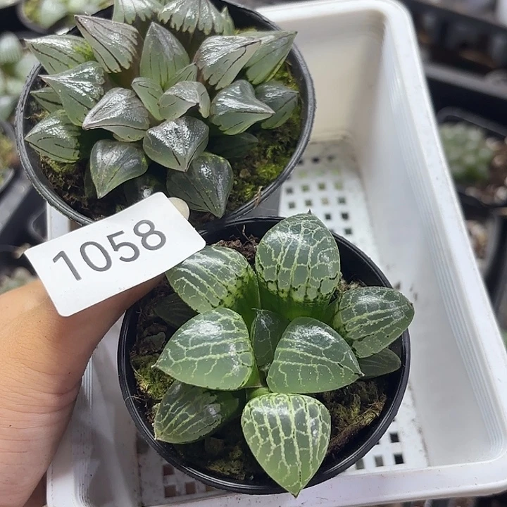 1058西瓜康平101 组合