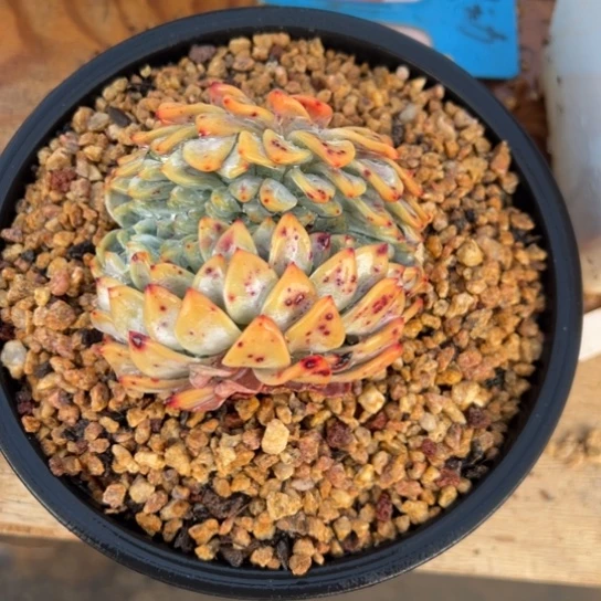 星影缀化 夏鸣园艺