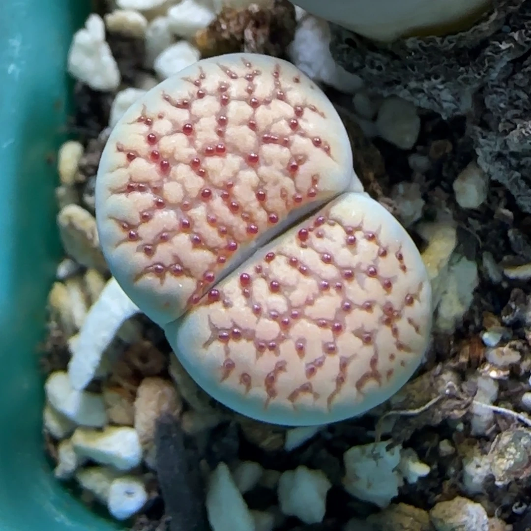 12.3 .朝贡.9058尺寸1.4cm