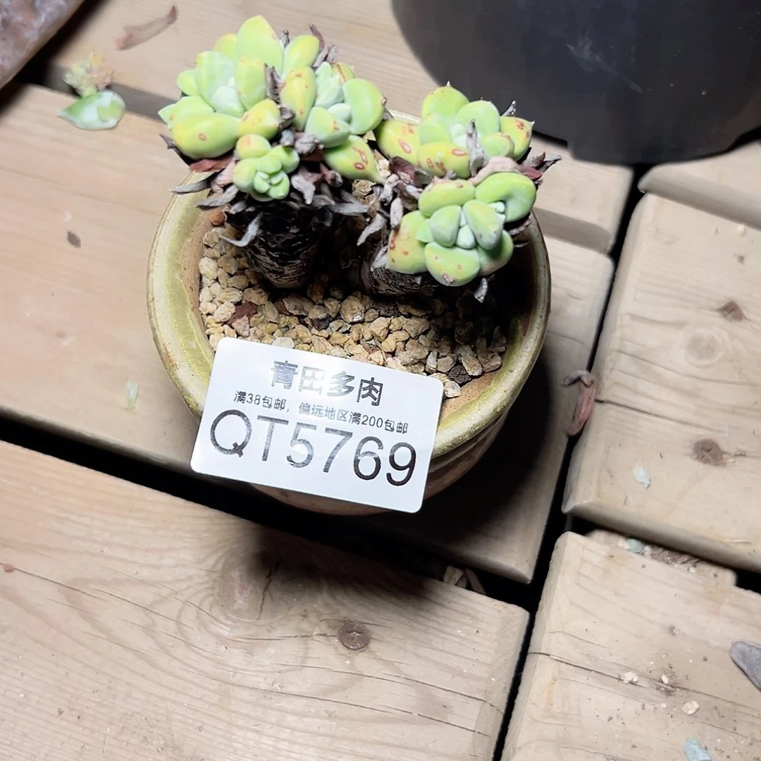 小鹿多肉一物一拍5769