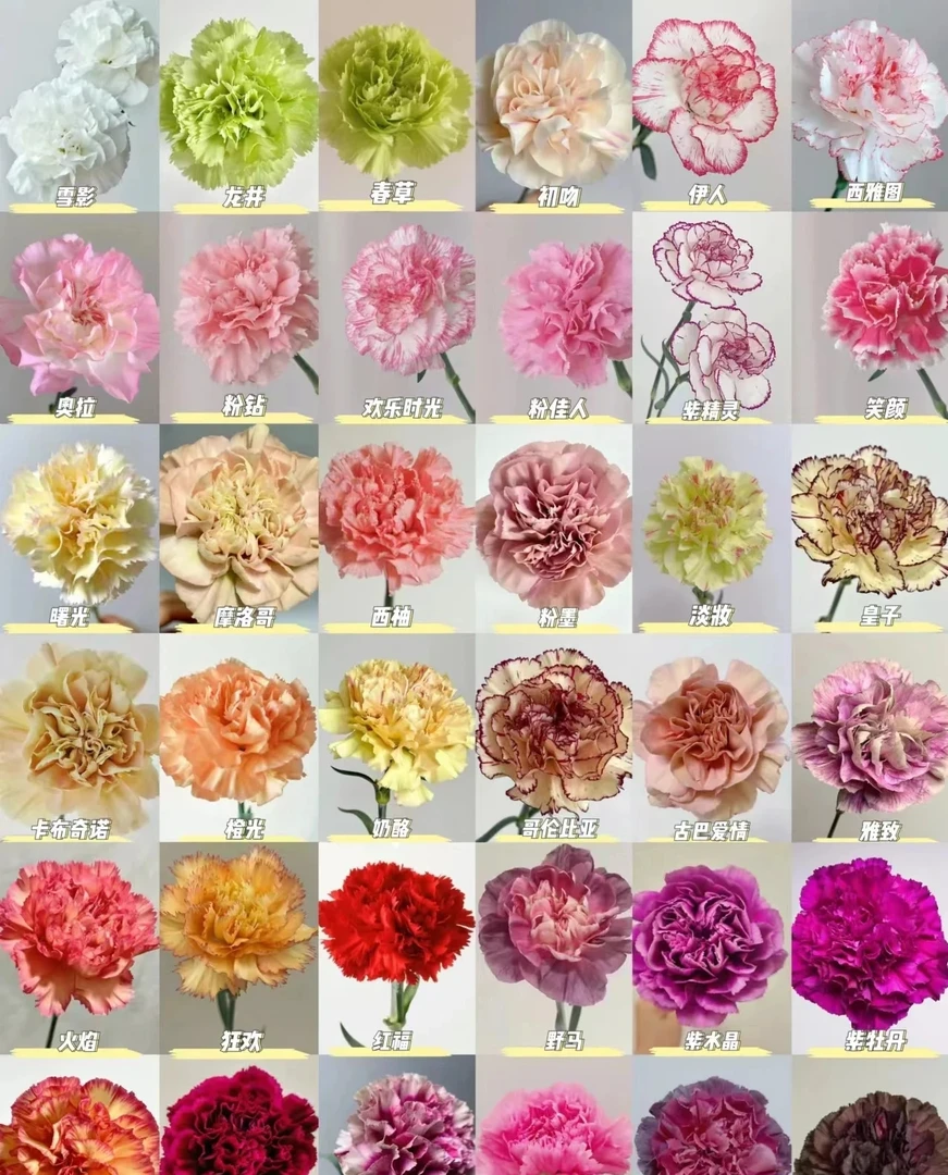 【加购康乃馨大集结】一单发韵达 收到带包装醒花