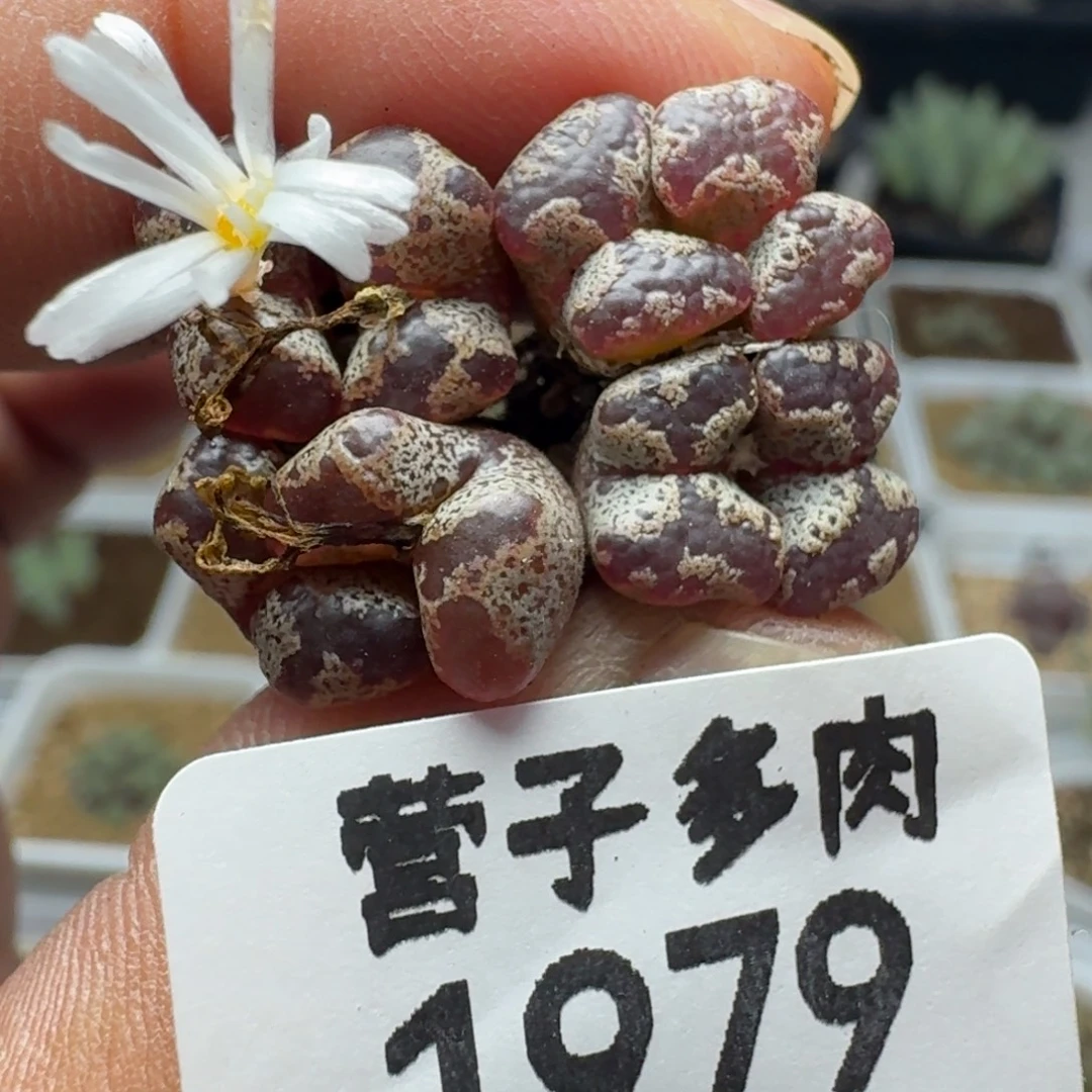 蝴蝶勋章。