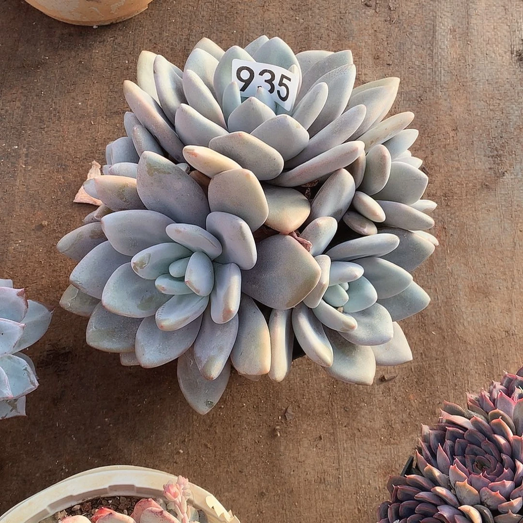 935粉兔 一物一拍多肉