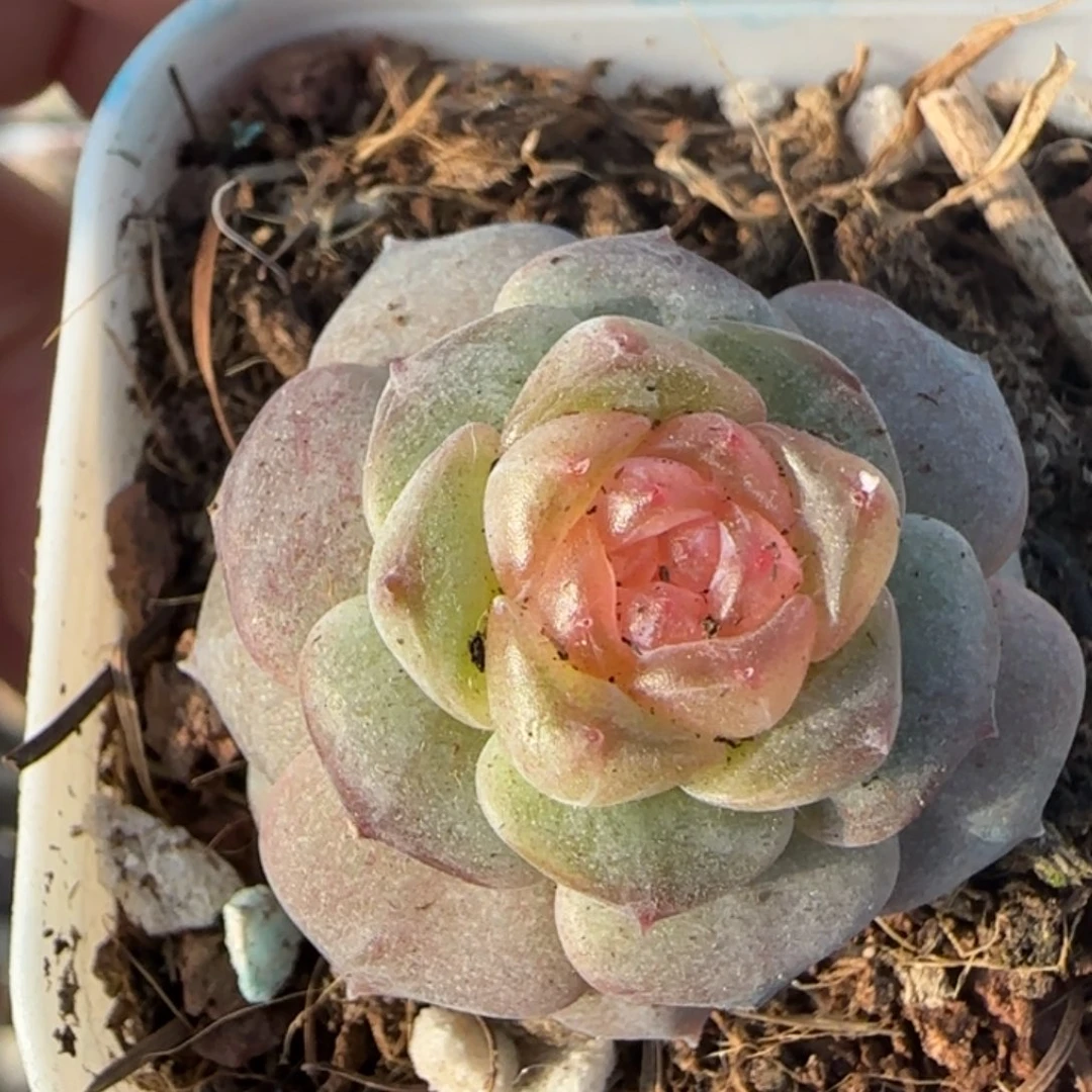 多肉小卡拉米糖心一物一拍