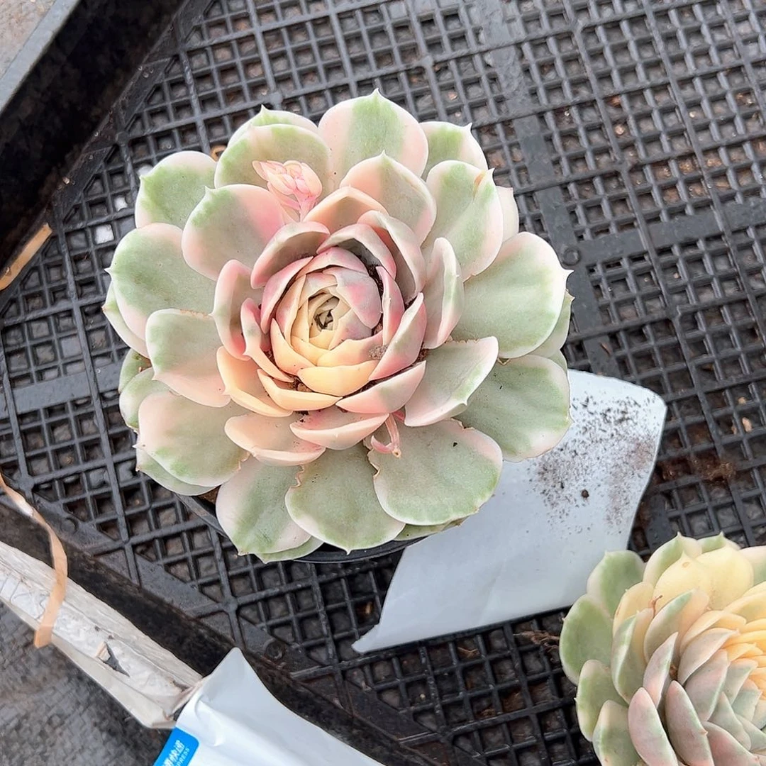 叮*～多肉植物一物一拍