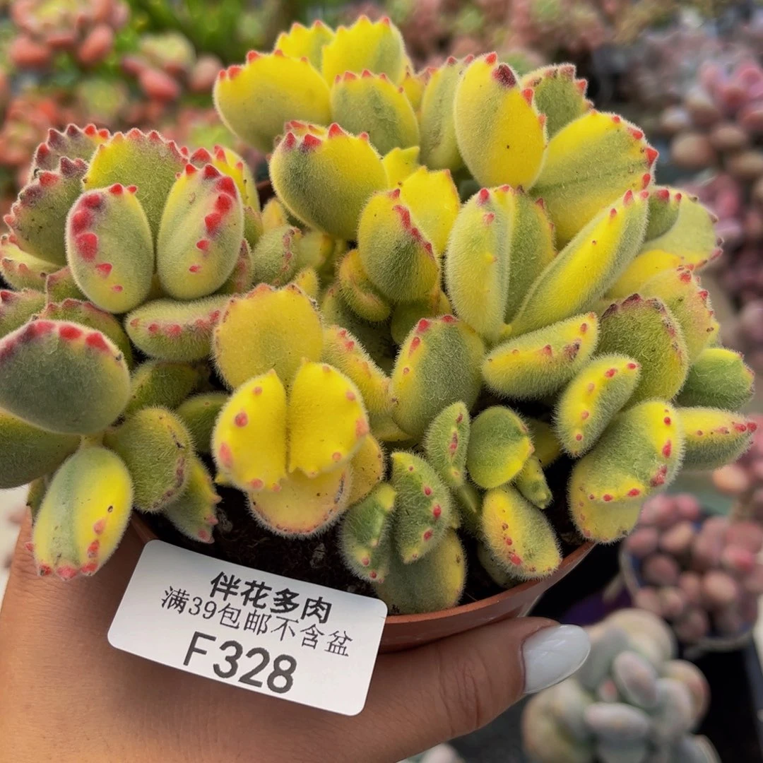 328-彩熊多肉12cm不包整