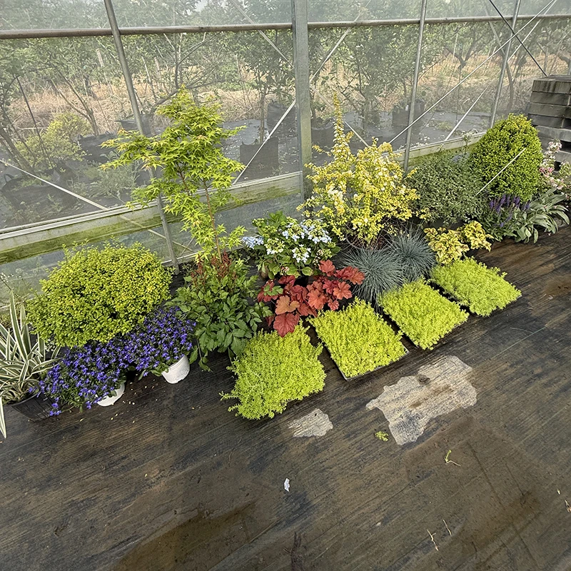 罗曼的花园 大型花境组合盆栽苗绿植耐寒花园庭院阳台花箱开花