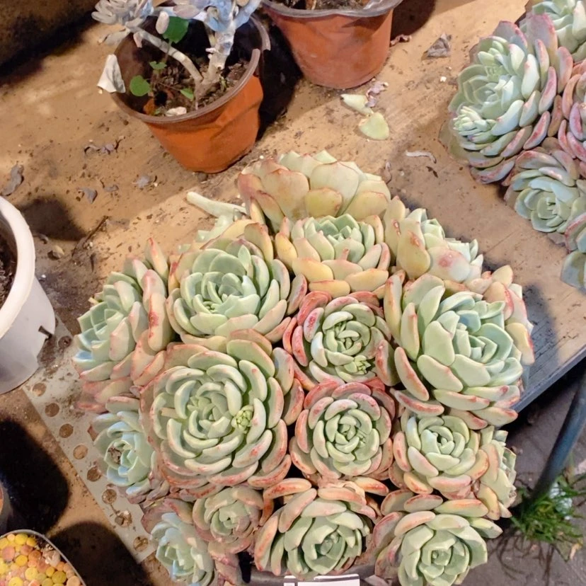 【闪购商品】〇***〇千山雪19105