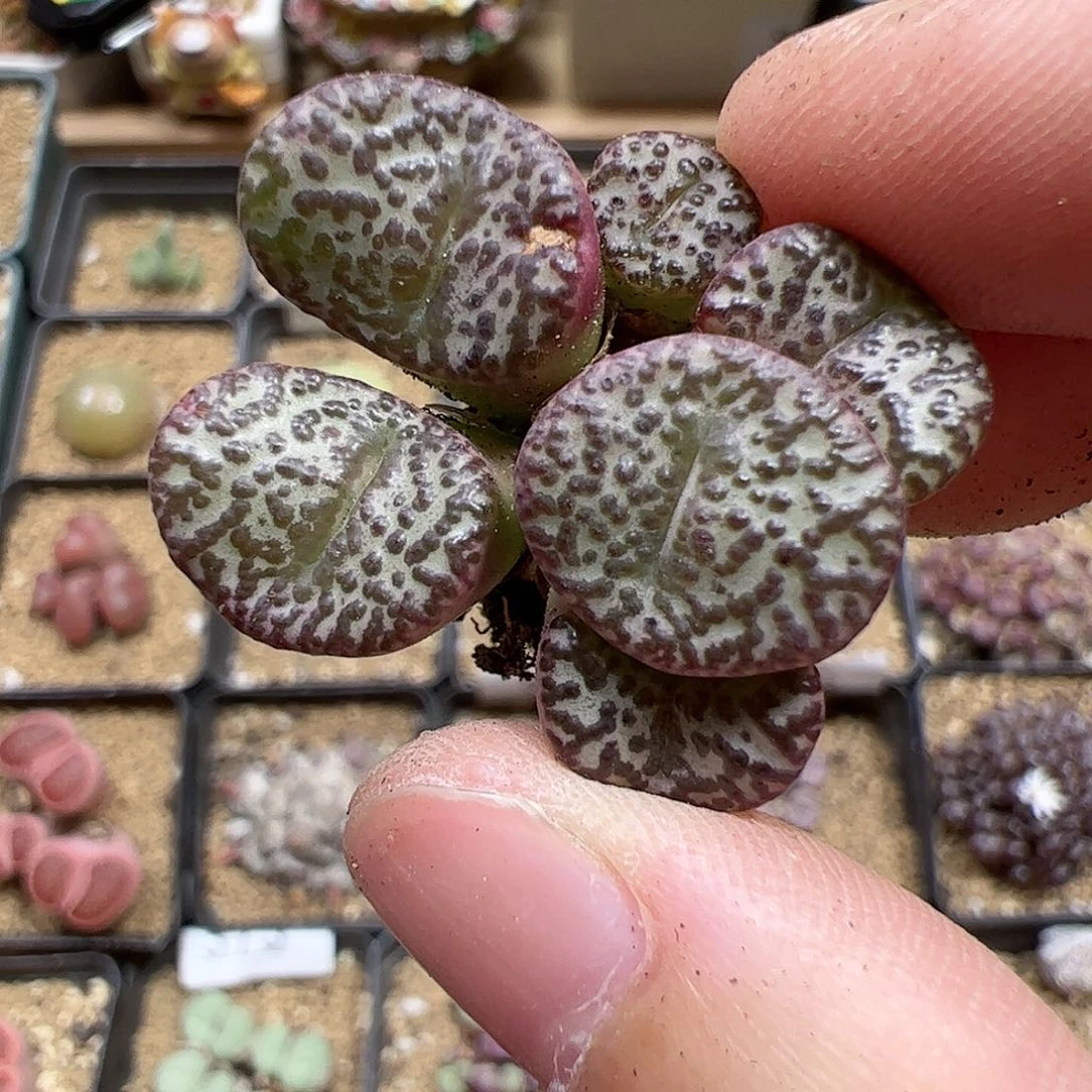 【闪购商品】58 秒
