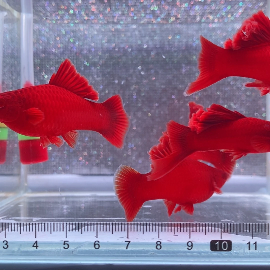 红剑鱼高鳍红剑成鱼3刀公3母