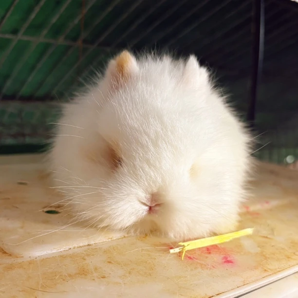 宠物兔活体链接直播间挑选一兔一拍