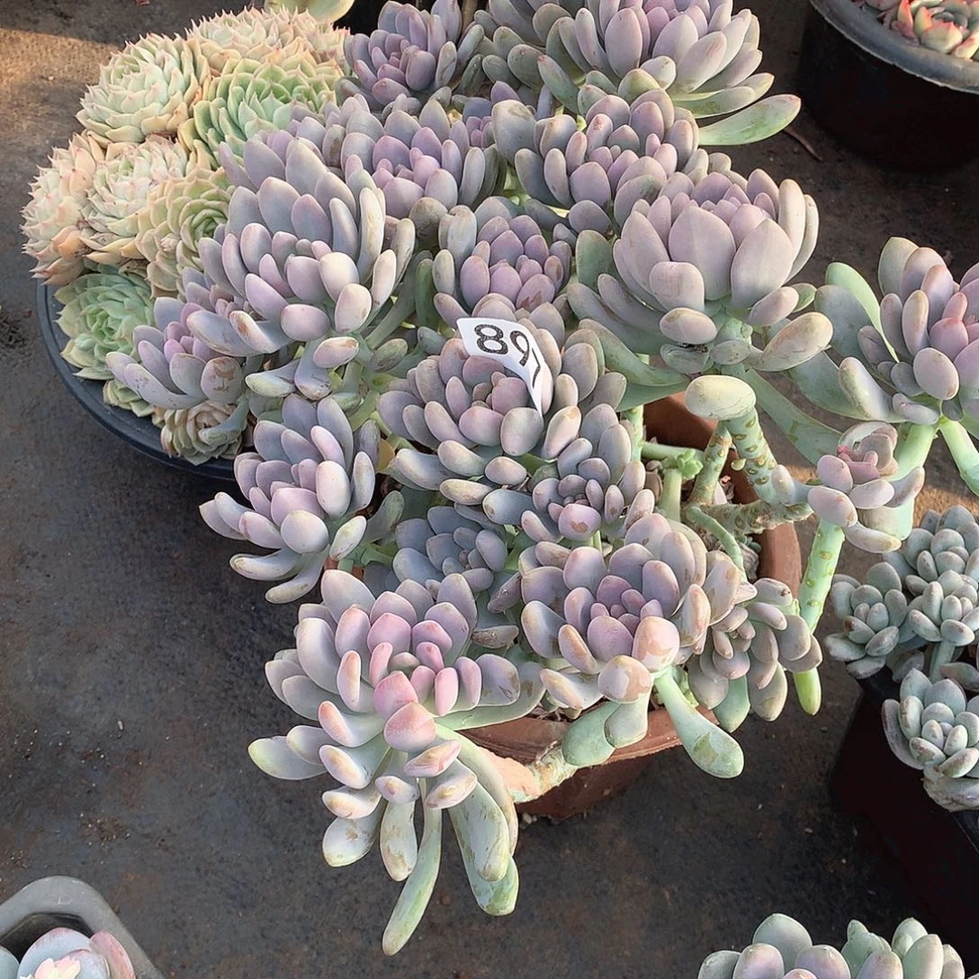 897美人手指一物一拍多肉