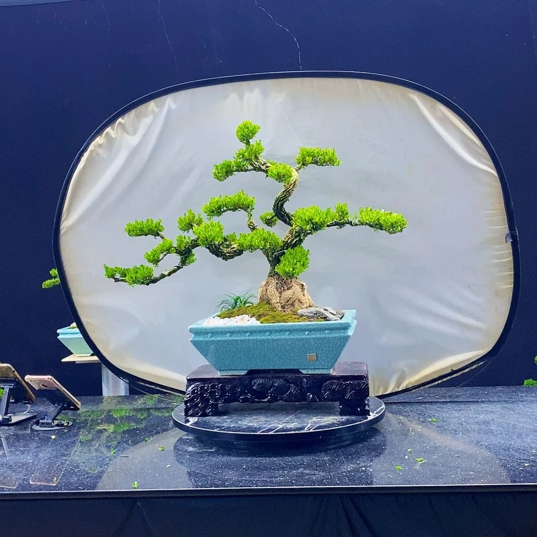 无花朵黄杨盆景造型