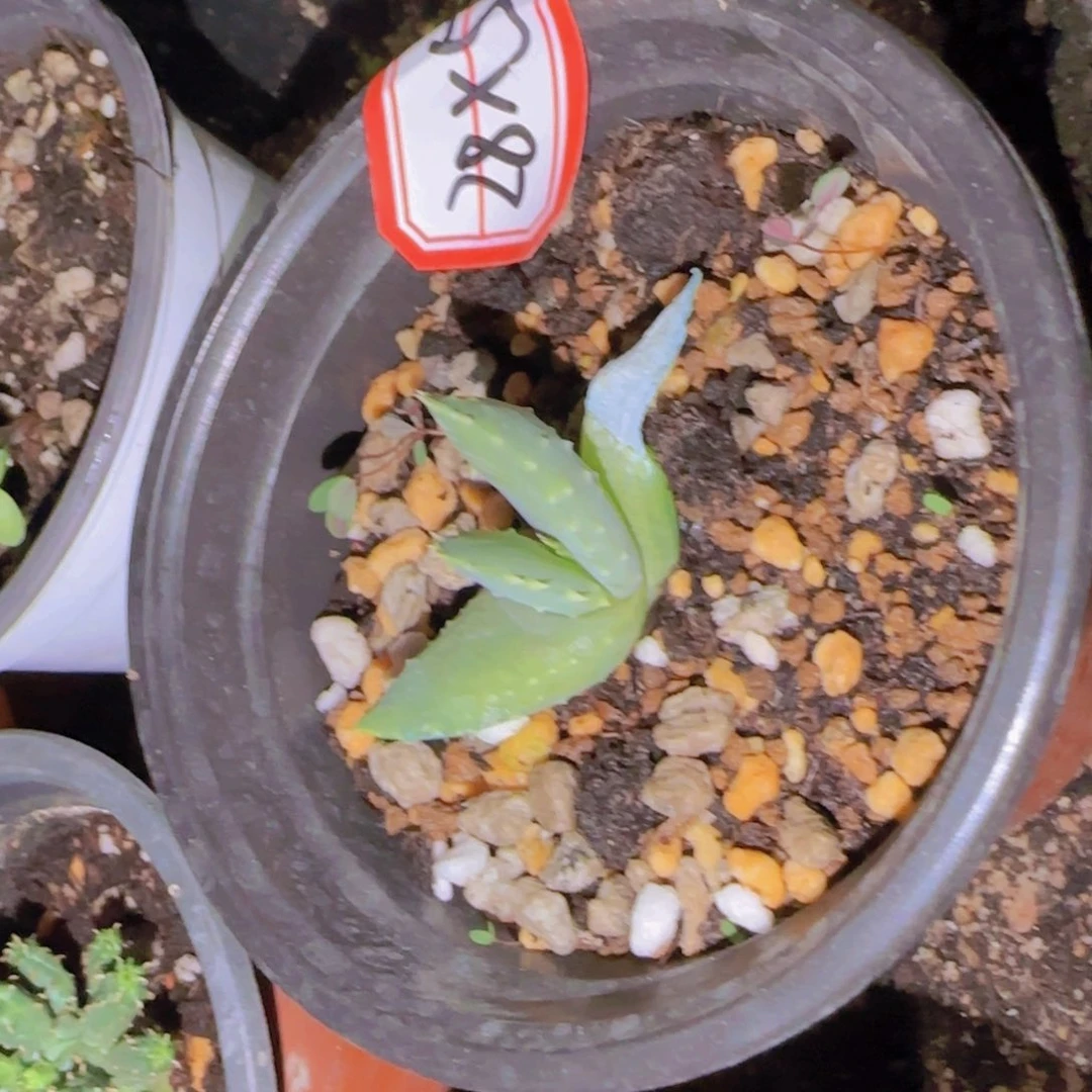 块根植物块根植物