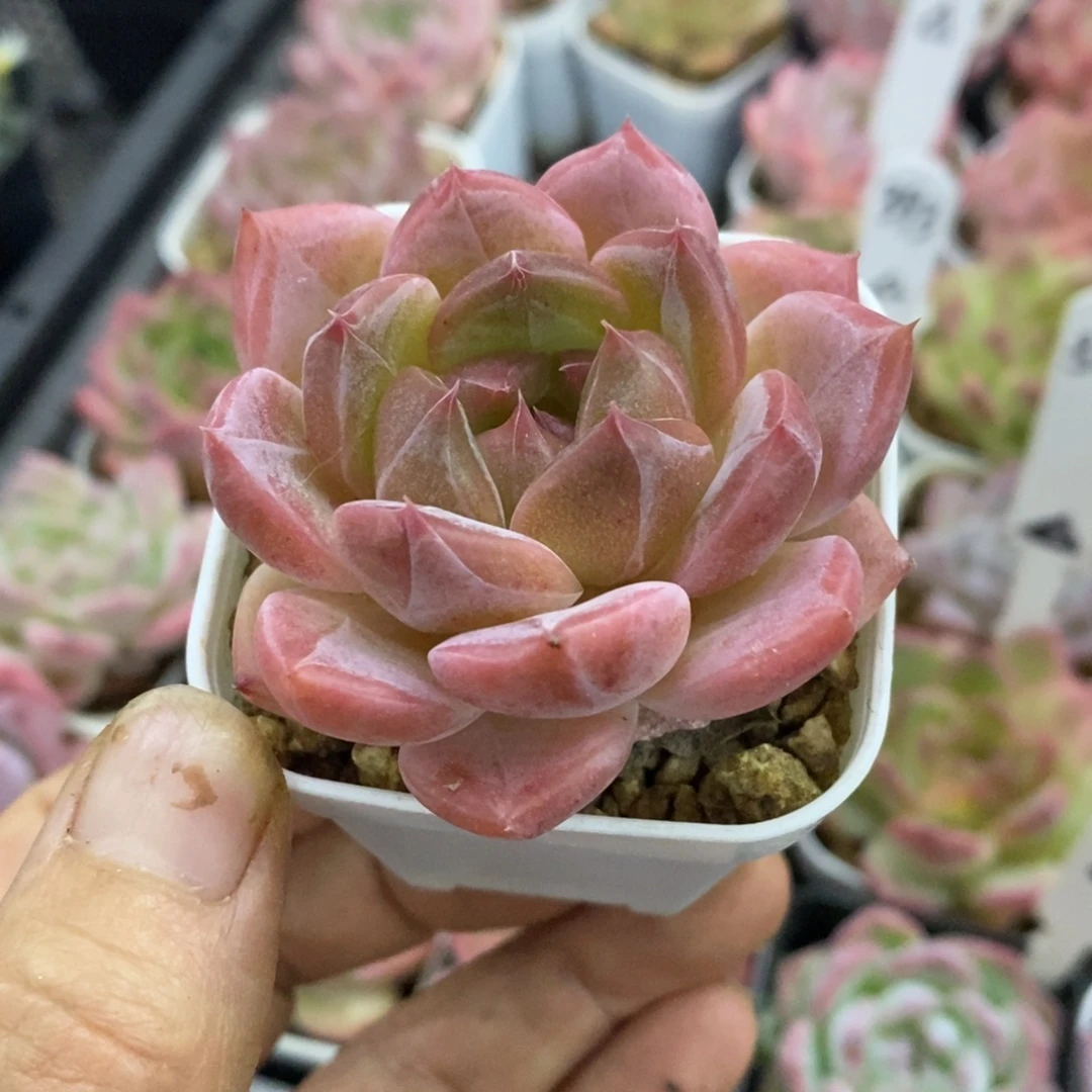 精品多肉一物一拍不包整269