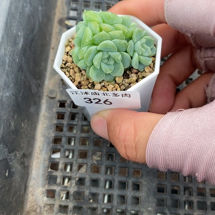 高*标签326甜言一个多肉原盆土