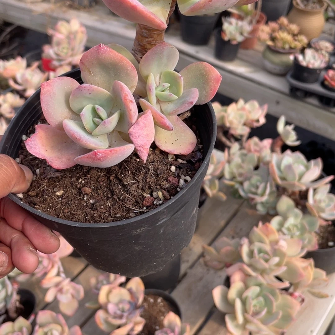 我***з0929  白凤  六月六