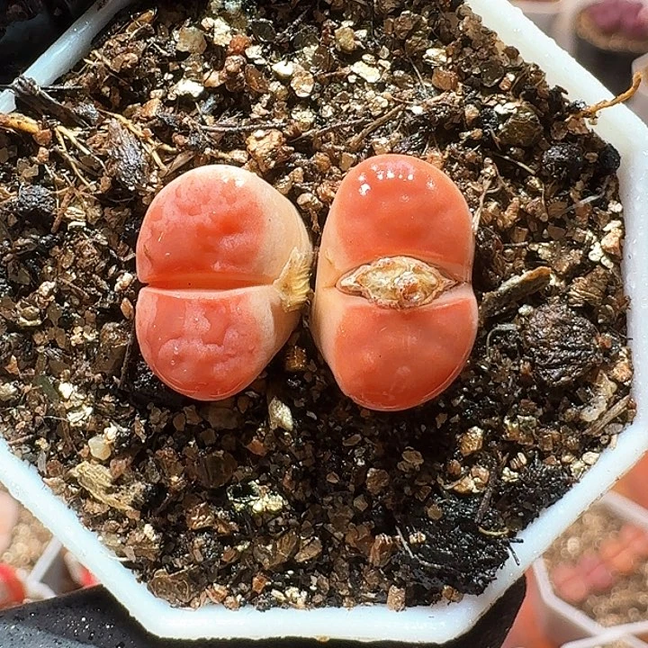 生石花111111。   366