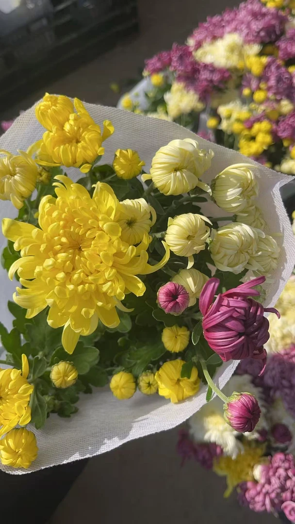 大菊花太空菊带花苞发货菊盆栽室内外阳台耐寒花卉换盆不包售后