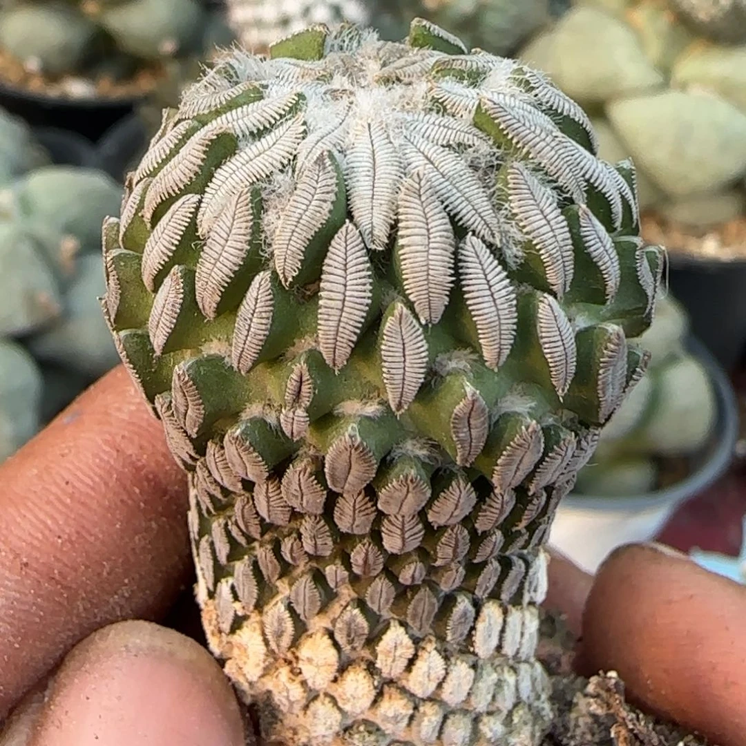 无花朵自根三年精巧丸