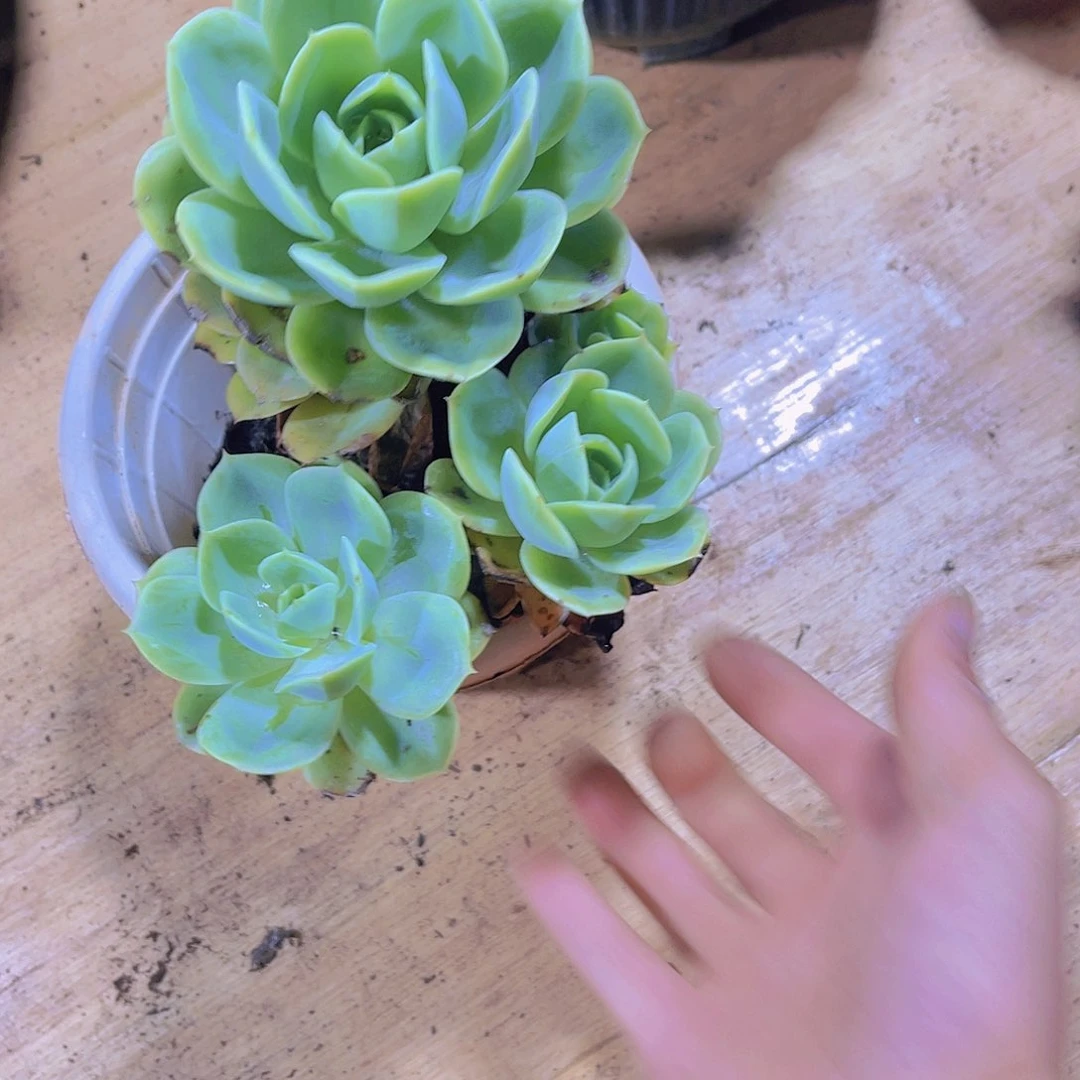 一**屋0000000000000533