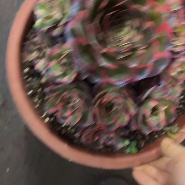 多肉植物福利864个