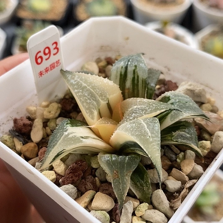 693芭提雅白凤寿一物一拍