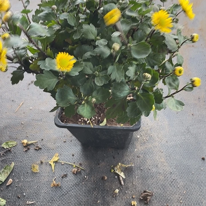 雲***息完全开放58菊花菊花菊花家