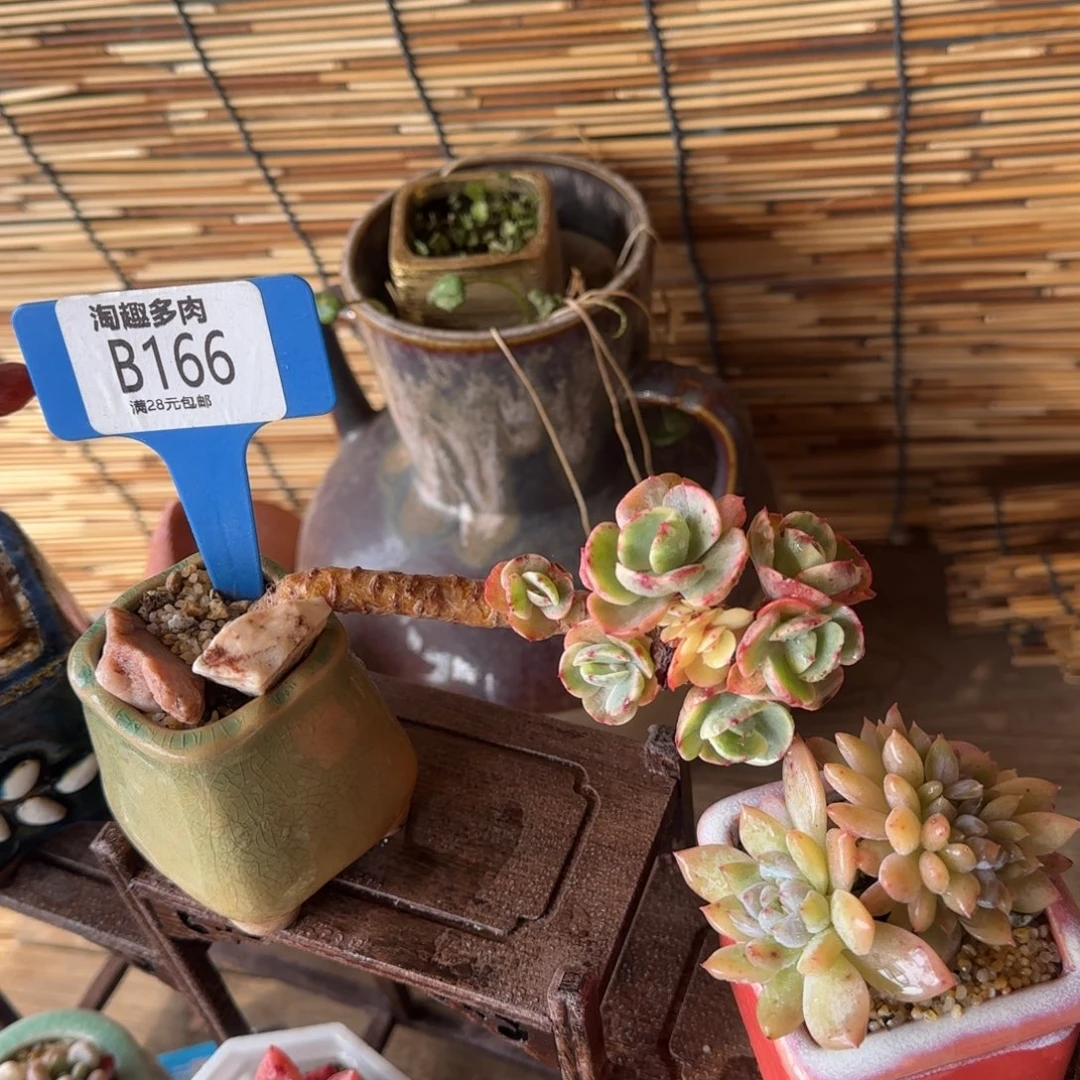 彼***阳多肉植物111111111