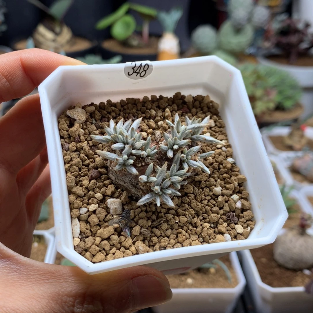 蚜***肥白花韧锦带盆母本348