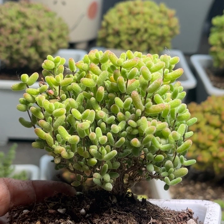 50蜜桔糖球优选枝干番杏