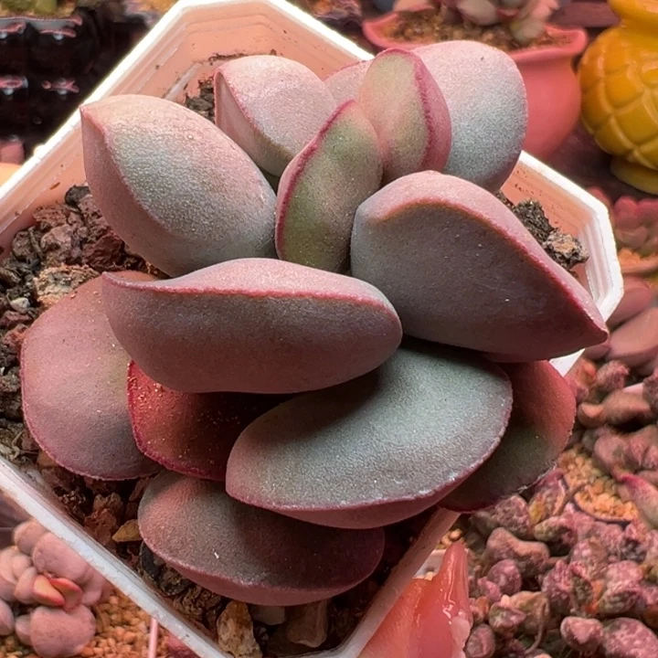 小***泡         红蛋。