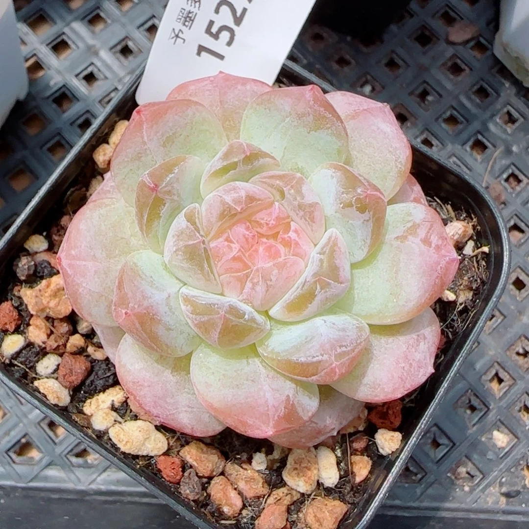 粉冰魄，1527多肉植物