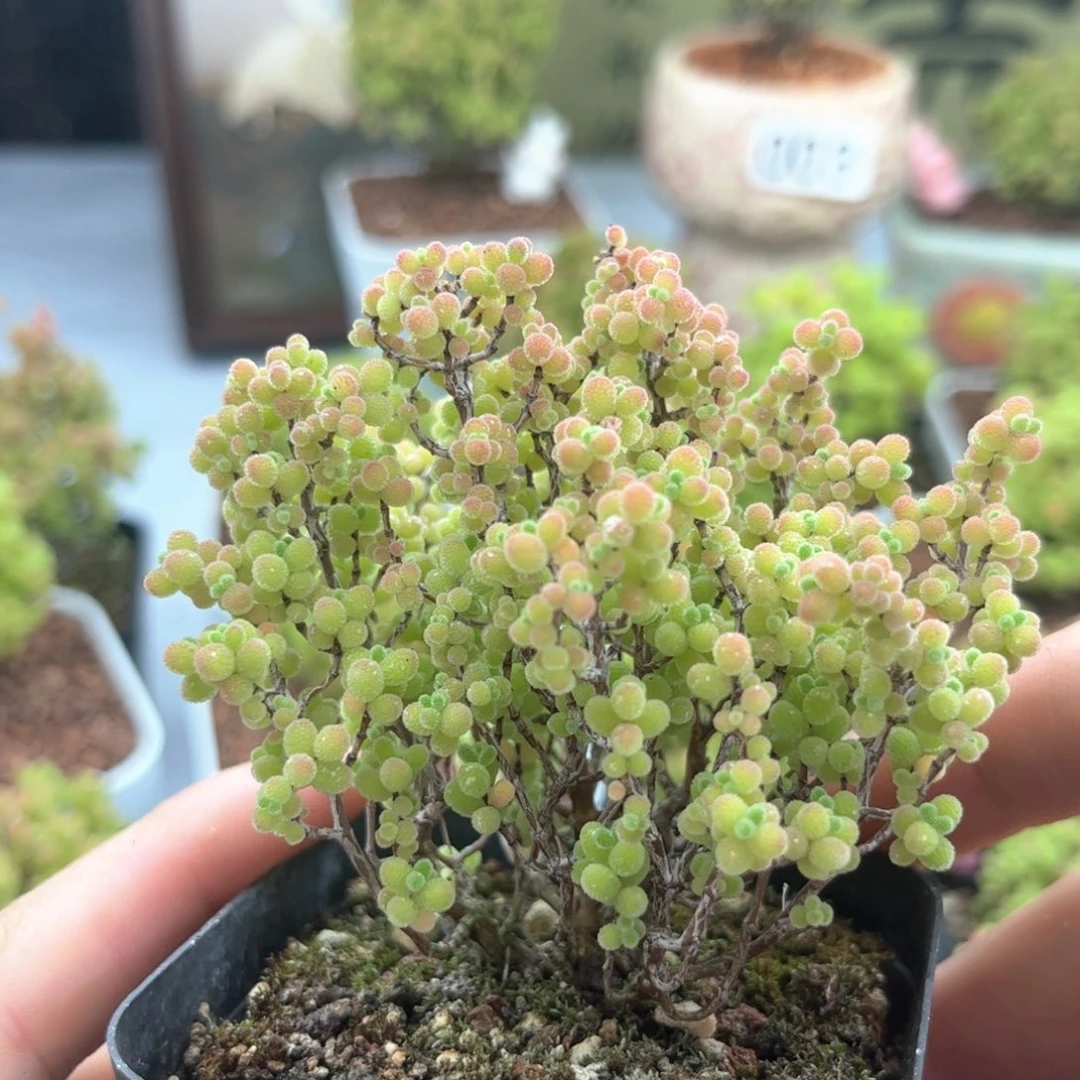 无花朵009蜜桔可爱多肉植物