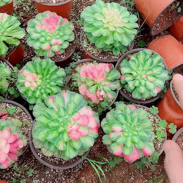 知否主头多肉植物大战