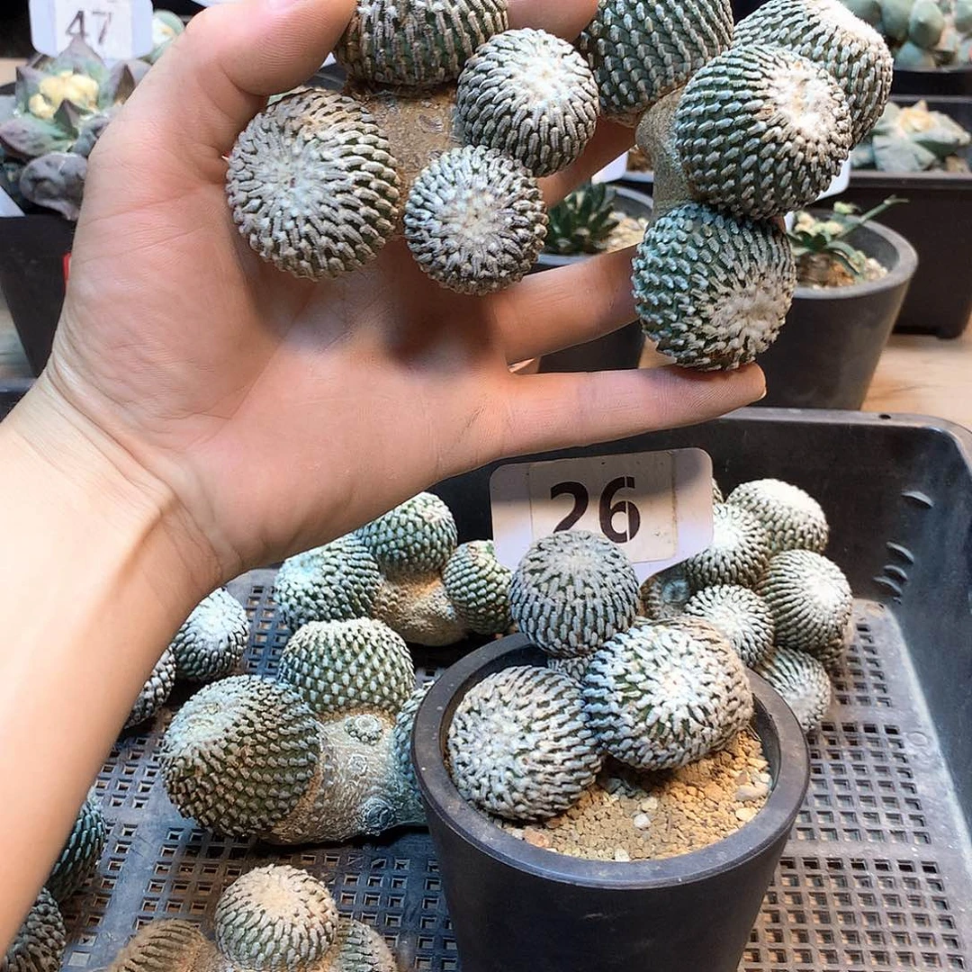 自根金巧垫一颗