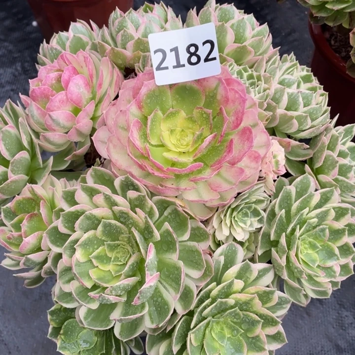 海王2182号多肉植物