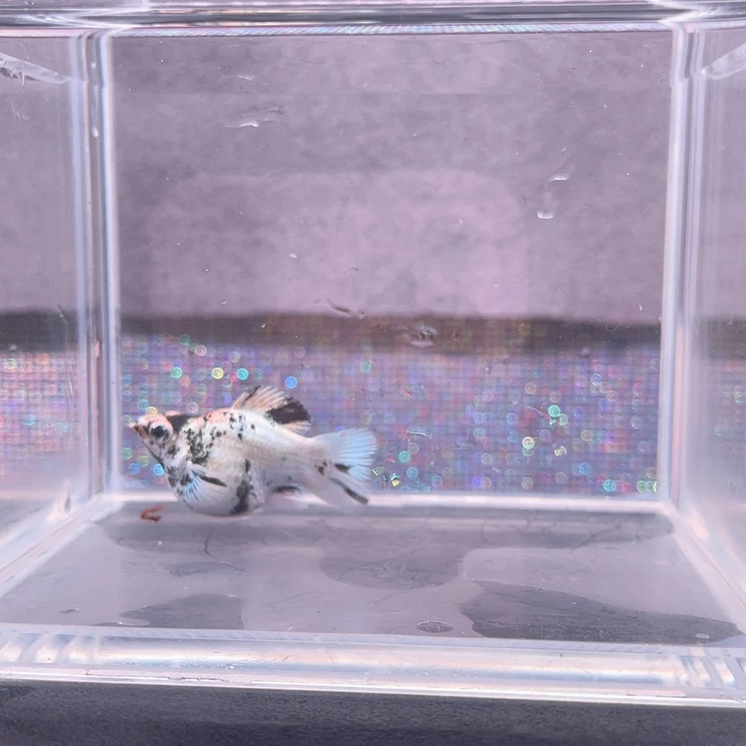 海水鱼红头母鱼一只，168