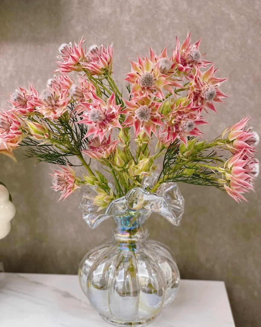 【南非粉新娘花】南非进口高级小众神仙颜值水培鲜切枝云南基地直发