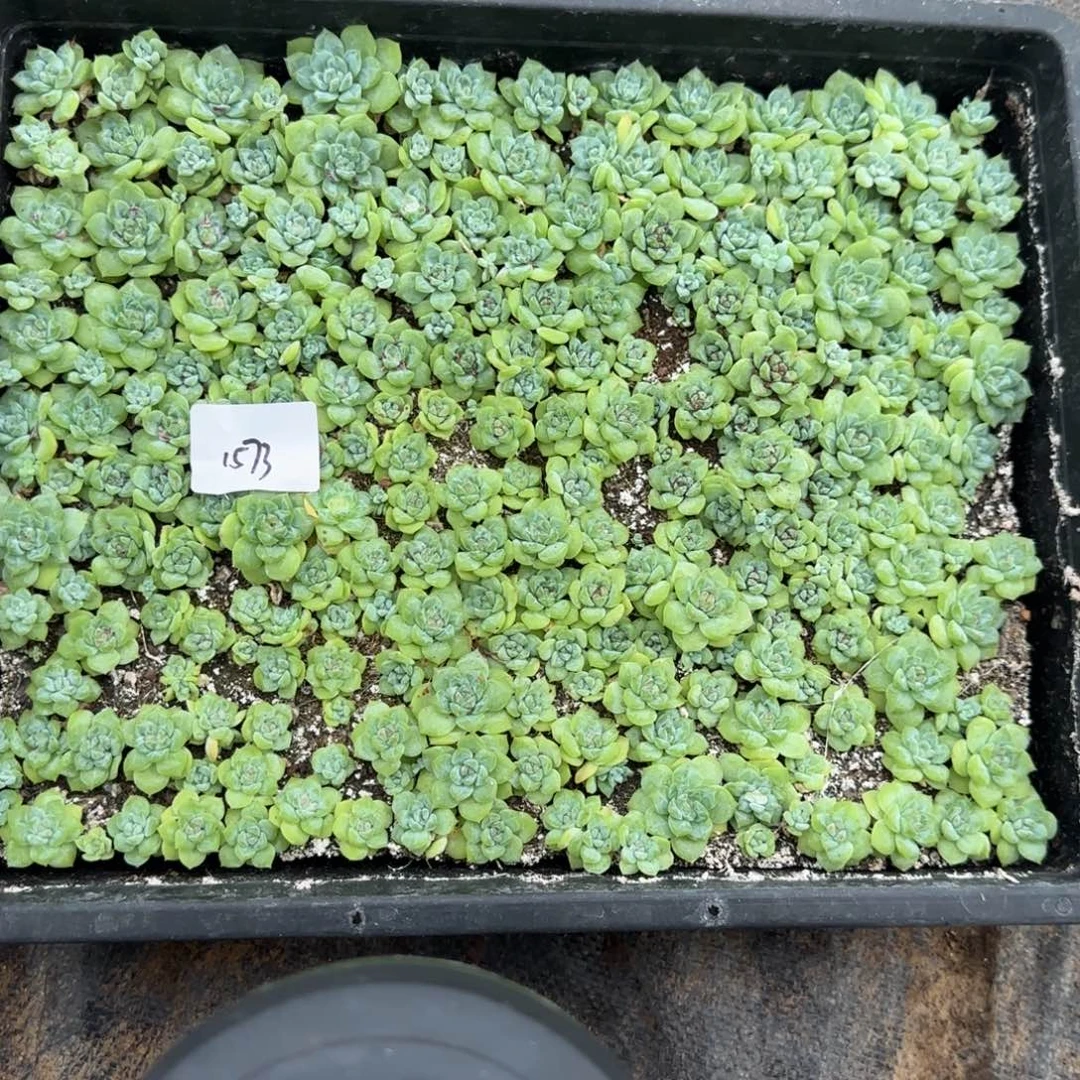 1573 号半框满20包邮