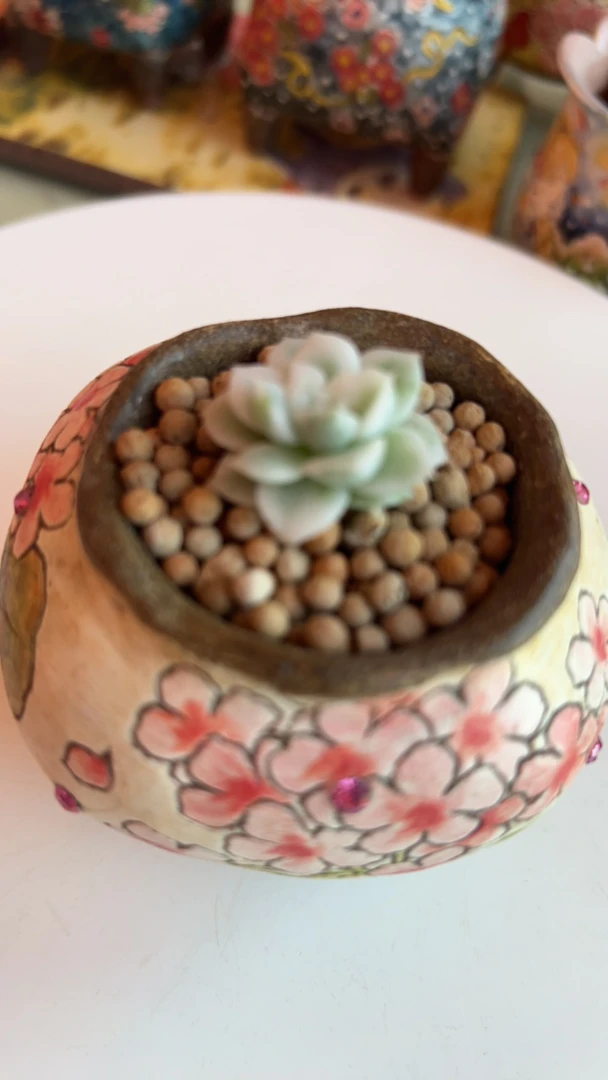 甜兮宝宝kiss锦多肉