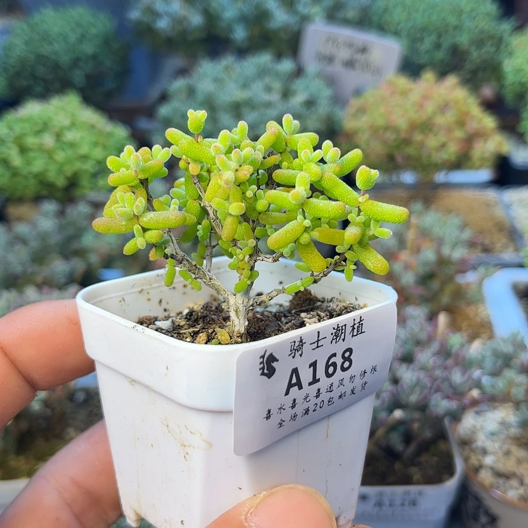 168金桔糖球枝干番杏