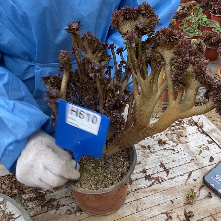 子***麦610黑缀老桩老桩老枝汤