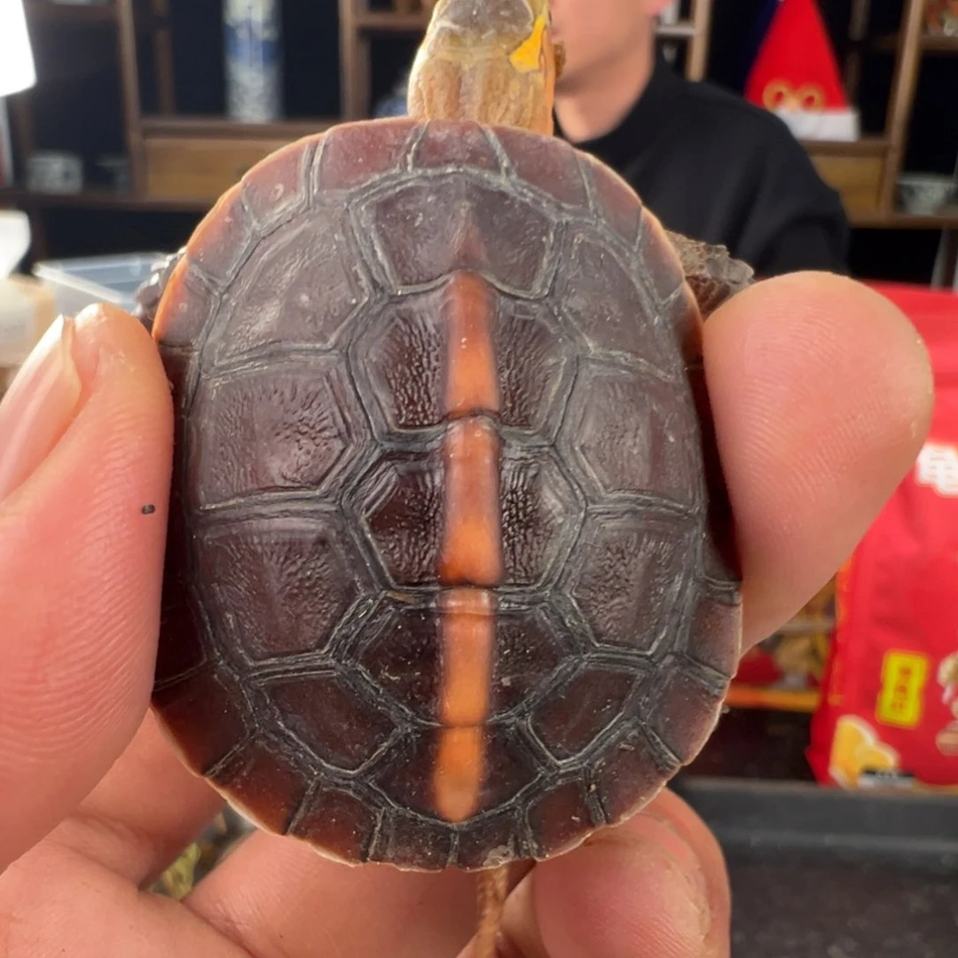 母沉**海新年快乐哈哈哈