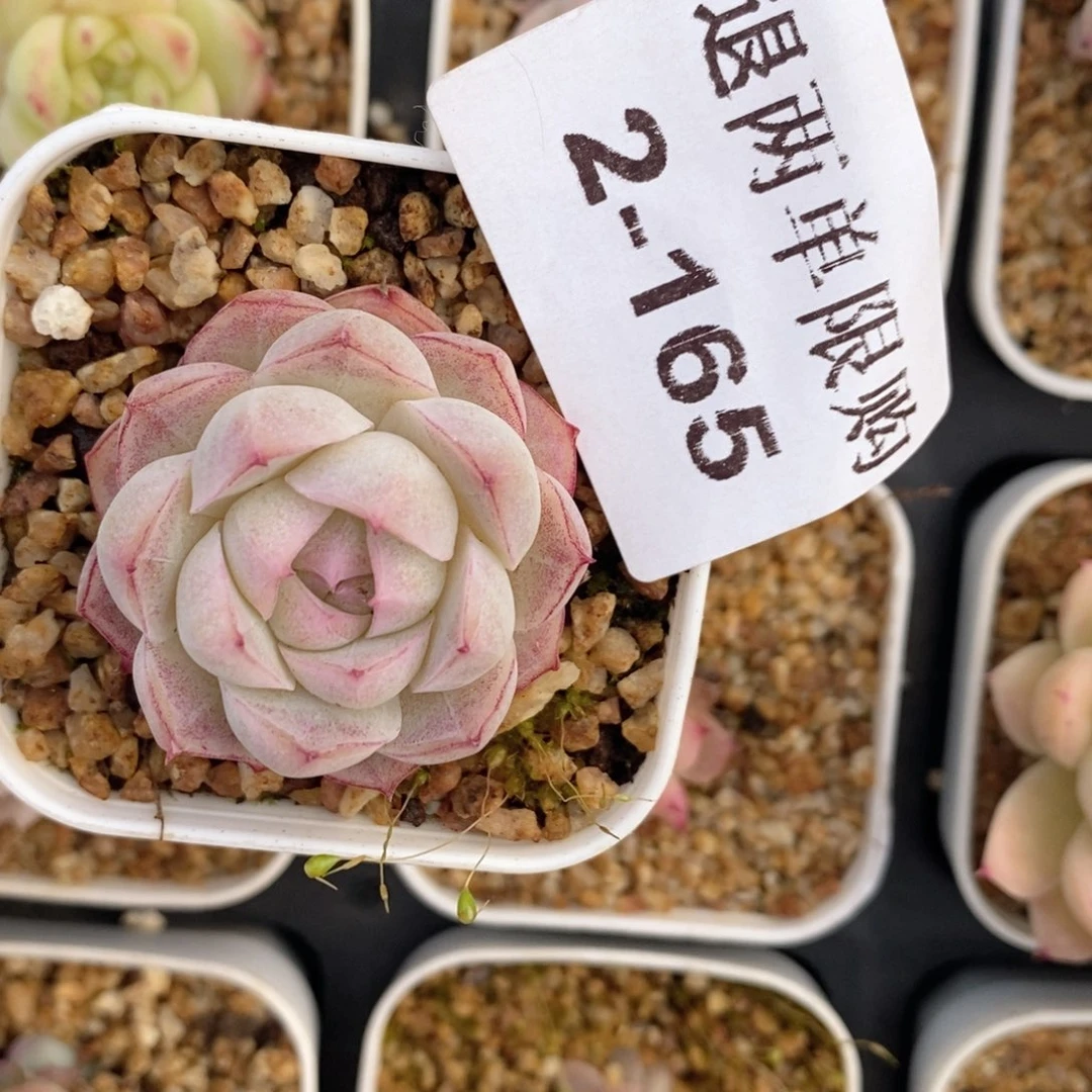 静*12-165多肉多肉多肉多肉