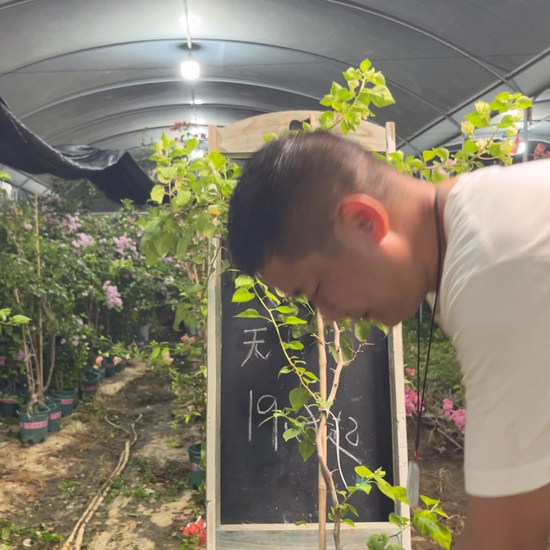 无花朵三角梅三角梅892