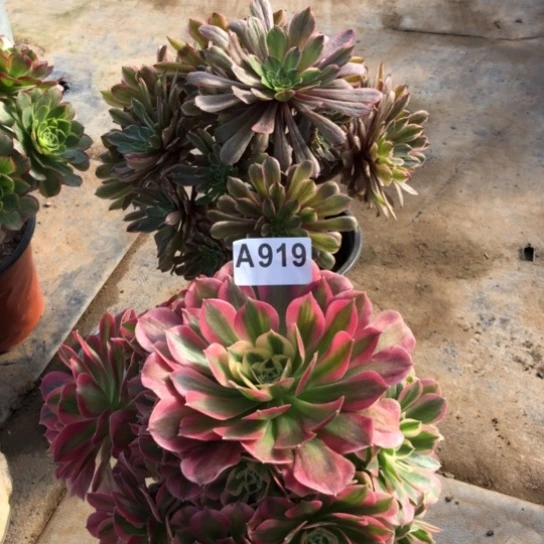 法师多肉植物.***知法师919