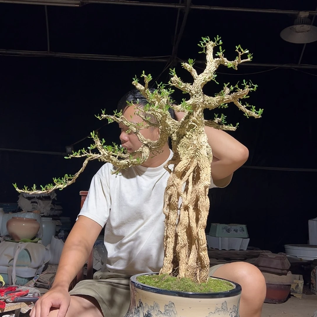 当前无花朵，栽培后可花朵强*黄杨盆景