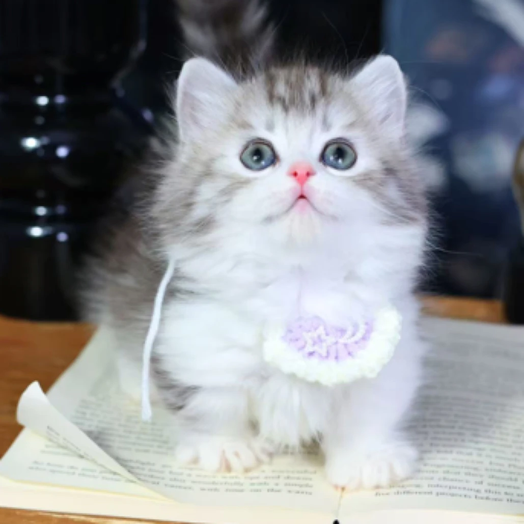 银白拿破仑矮脚弟弟